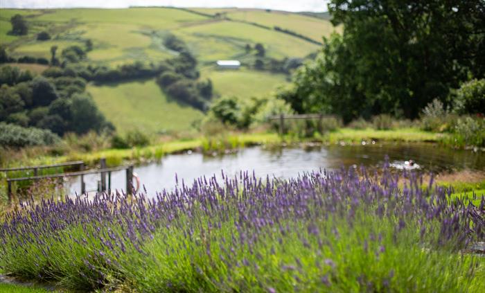Lavender in bloom with swimming pond in background